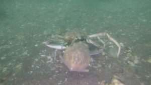 INFORMACION DE BUCEO