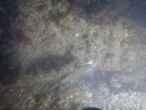 INFORMACION DE BUCEO