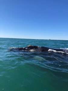 INFORMACION DE BUCEO